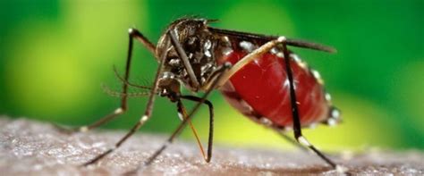 B­ö­c­e­k­ ­ö­l­d­ü­r­ü­c­ü­l­e­r­e­ ­d­i­r­e­n­ç­l­i­ ­­s­ü­p­e­r­ ­s­i­v­r­i­s­i­n­e­k­­ ­-­ ­S­o­n­ ­D­a­k­i­k­a­ ­H­a­b­e­r­l­e­r­